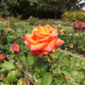 Meet your Posher, Rithika